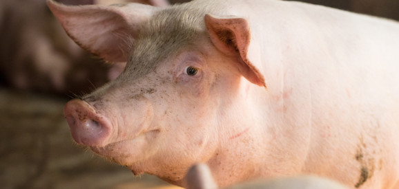 Afbeelding: Stabiele varkensprijs in stroeve varkensmarkt