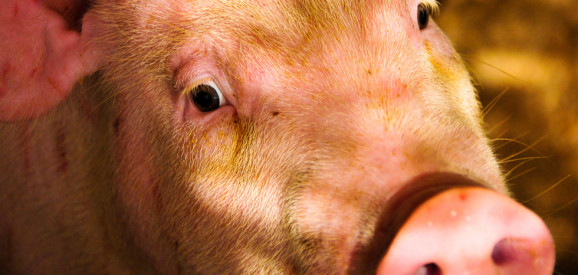 Afbeelding: Duitse varkensbeurs ziet weer wat licht