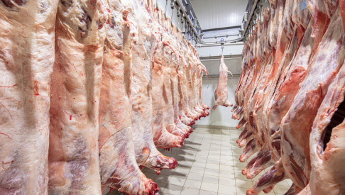 Afbeelding: Van Rooi Meat neemt runderslachthuis over